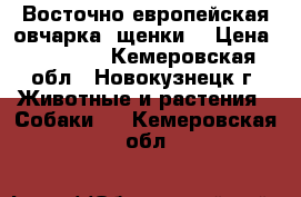 Восточно европейская овчарка -щенки! › Цена ­ 25 000 - Кемеровская обл., Новокузнецк г. Животные и растения » Собаки   . Кемеровская обл.